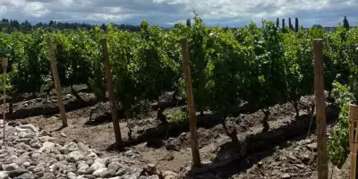 rincón de viña (1)